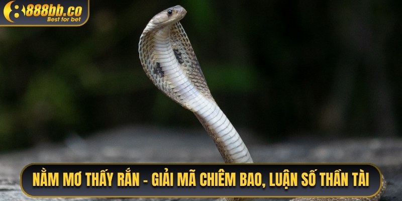 Nằm Mơ Thấy Rắn - Giải Mã Chiêm Bao, Luận Số Thần Tài