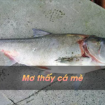 Mơ thấy cá mè có điềm báo gì? Giấc mơ này có liên quan đến số mấy