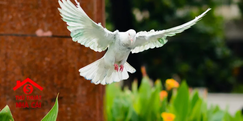 mơ thấy chim bồ câu