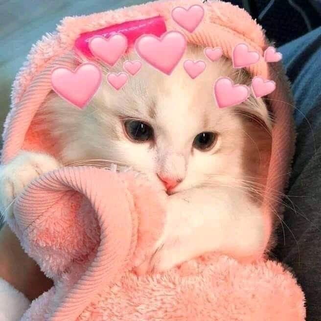 Anh Meo Cute Trai Tim