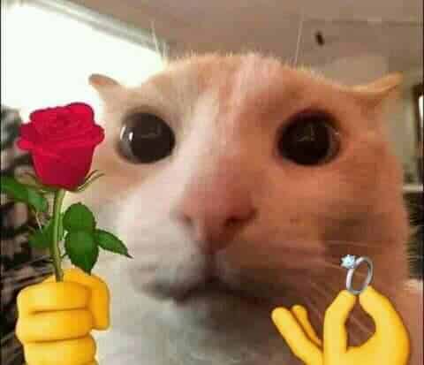 Anh Meo Tang Nhan Va Hoa Cute