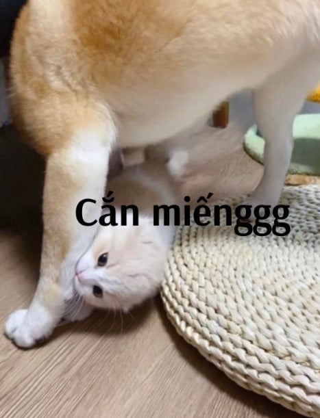 Cắn miếng