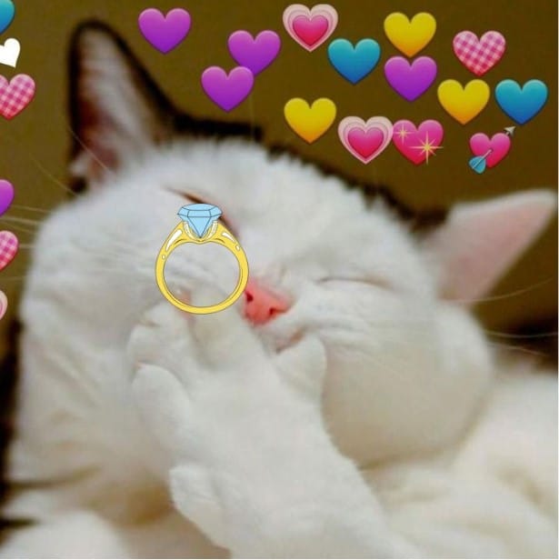 Chu Meo Tang Nhan Sieu Dang Yeu