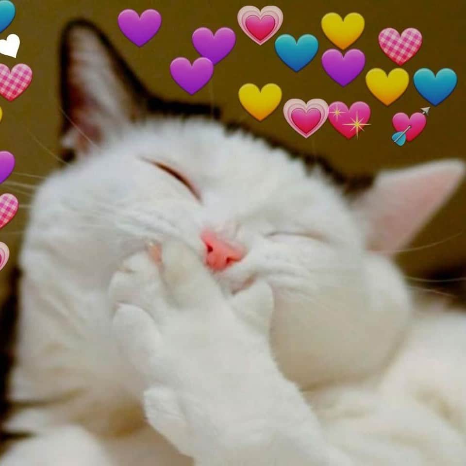 Meme Meo Yeu Cute
