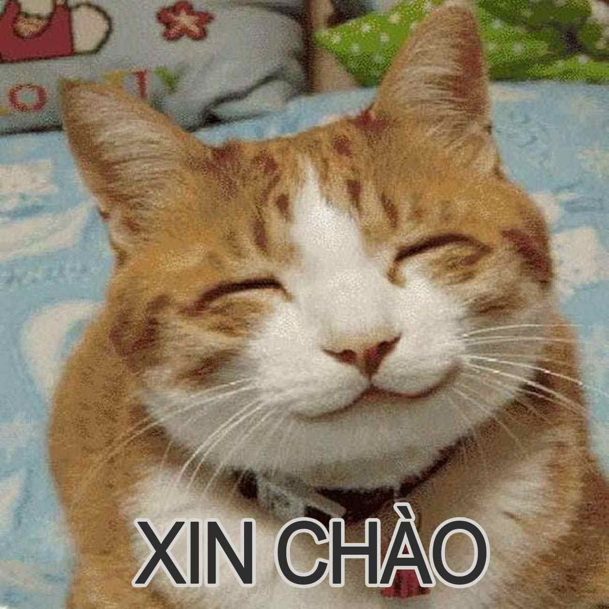 Meme xin chao