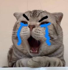 Meo khoc cute