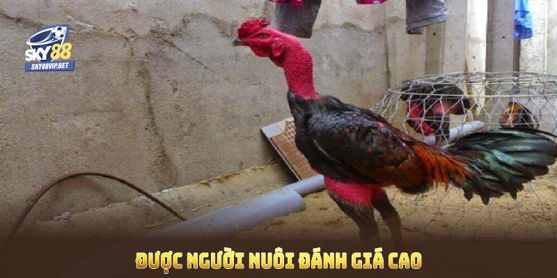 Gà linh kê thần kê được người nuôi đánh giá cao về hình thể và sức chiến đấu