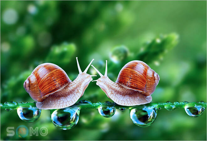 mơ thấy con ốc đánh lô đề con gì