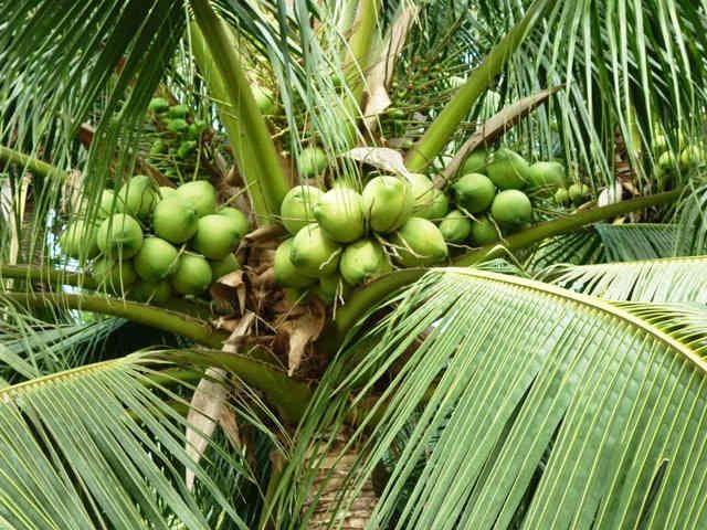 Về Bến Tre