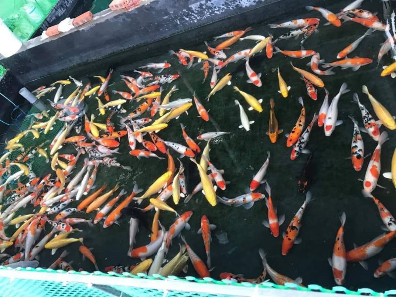 Cá Koi