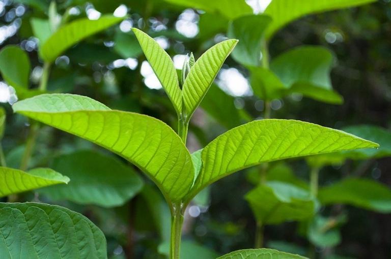 Cách chữa đau bụng kinh dân gian bằng lá ổi