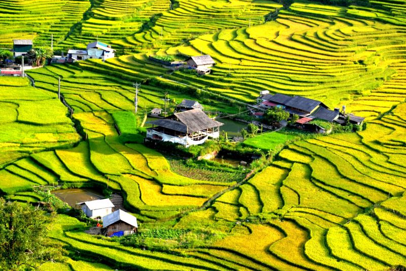 Cánh đồng lúa gắn với tuổi thơ em