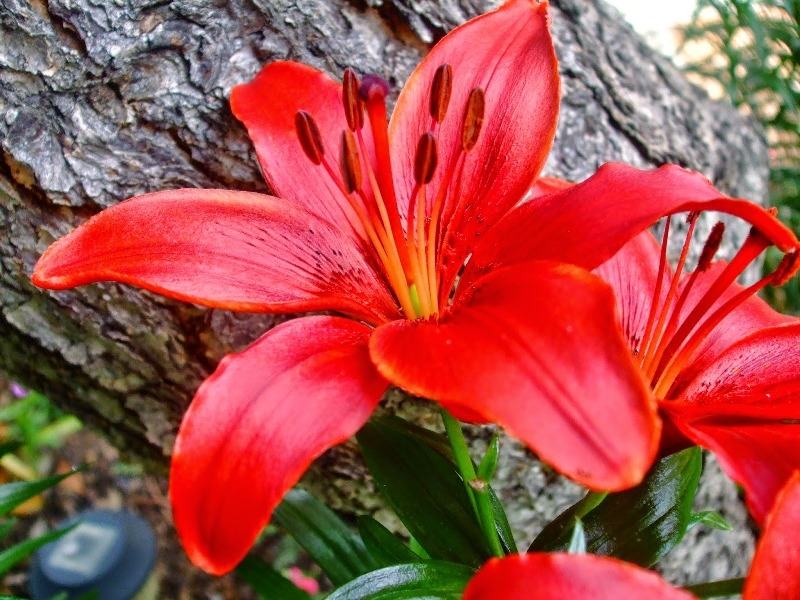 Hoa lily