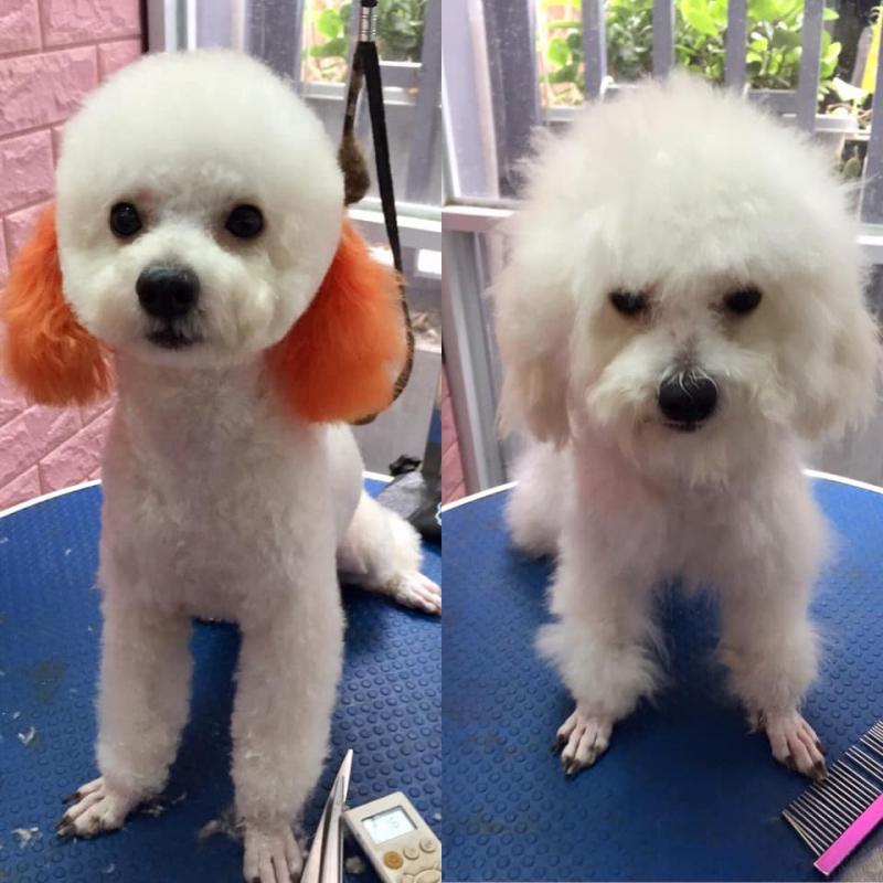 Làm đẹp cún yêu Đà Nẵng- Grooming, spa, cạo, cắt tỉa.