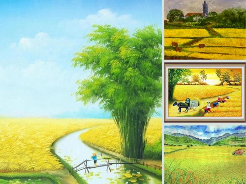 Ngắm cánh đồng lúa mỗi dịp về quê