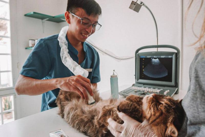 Phòng khám Paws