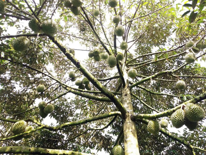 Vườn trái cây